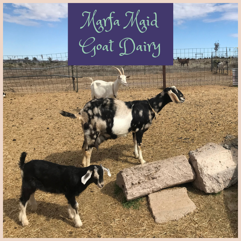 Goats at the Marfa Maid Goat Dairy
